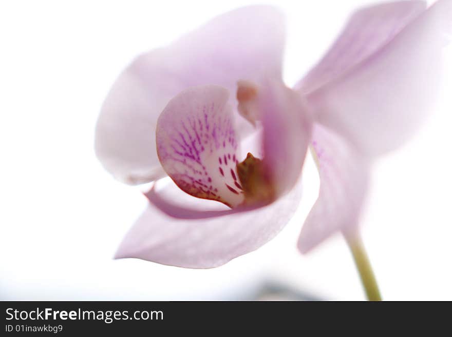 Tender orchid silhouette