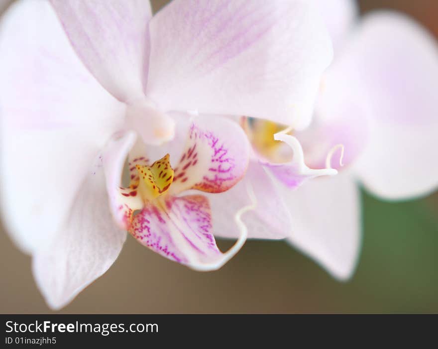 Tender orchid heart