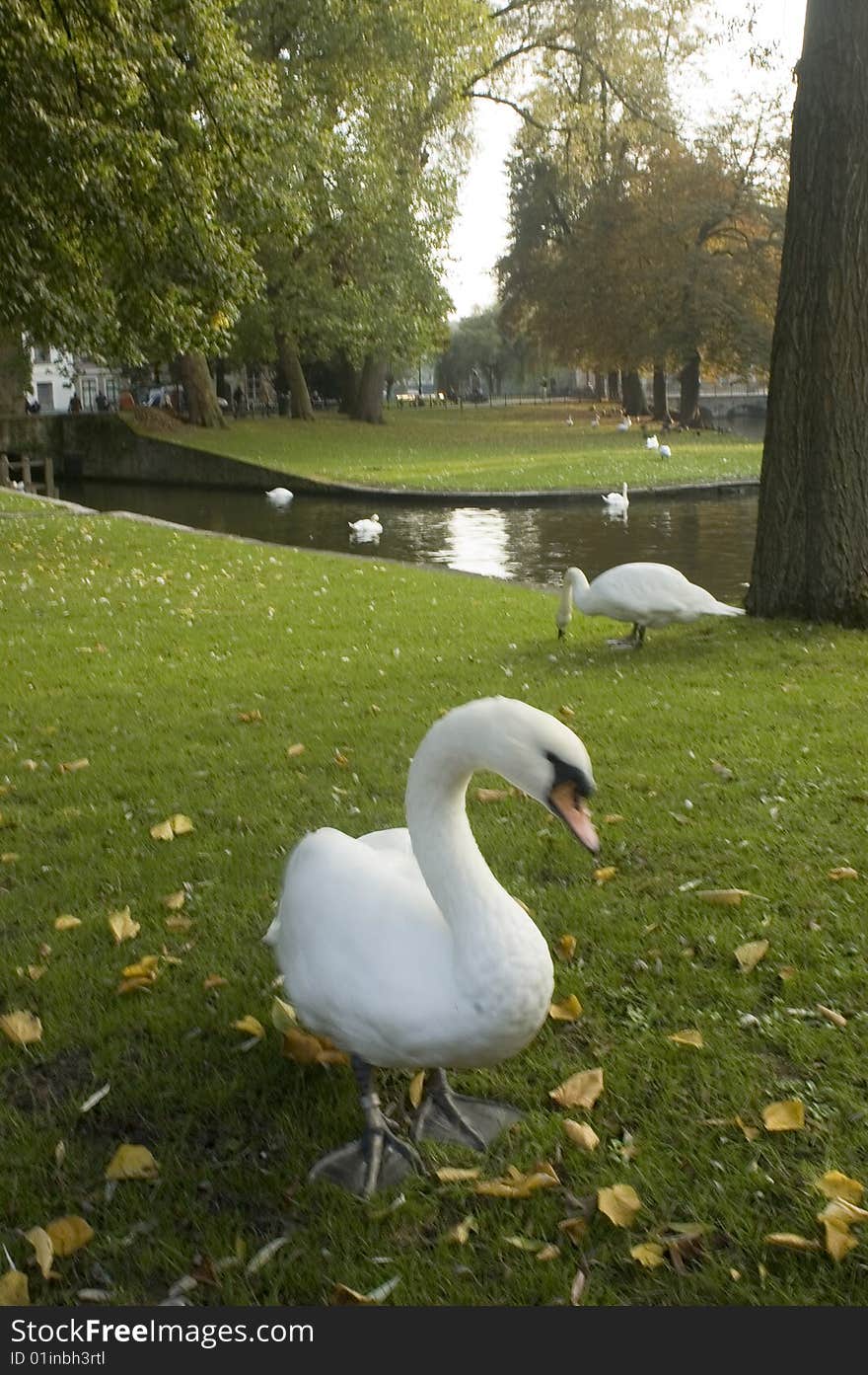 Swans feeding near lake in Bruge Belgium. Swans feeding near lake in Bruge Belgium