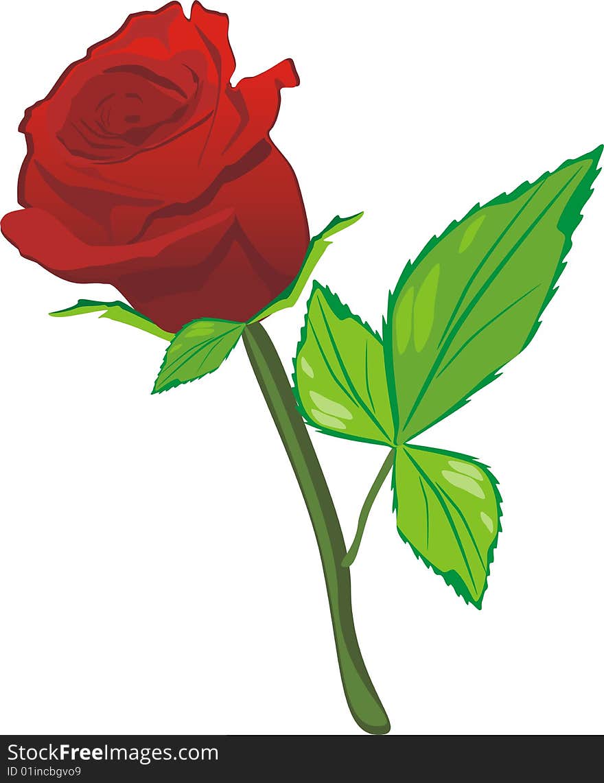 Red rose on the white background. Vector illustartion