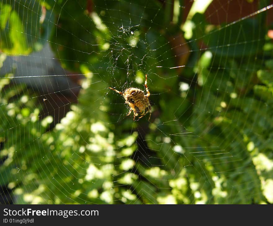 Garden Spider