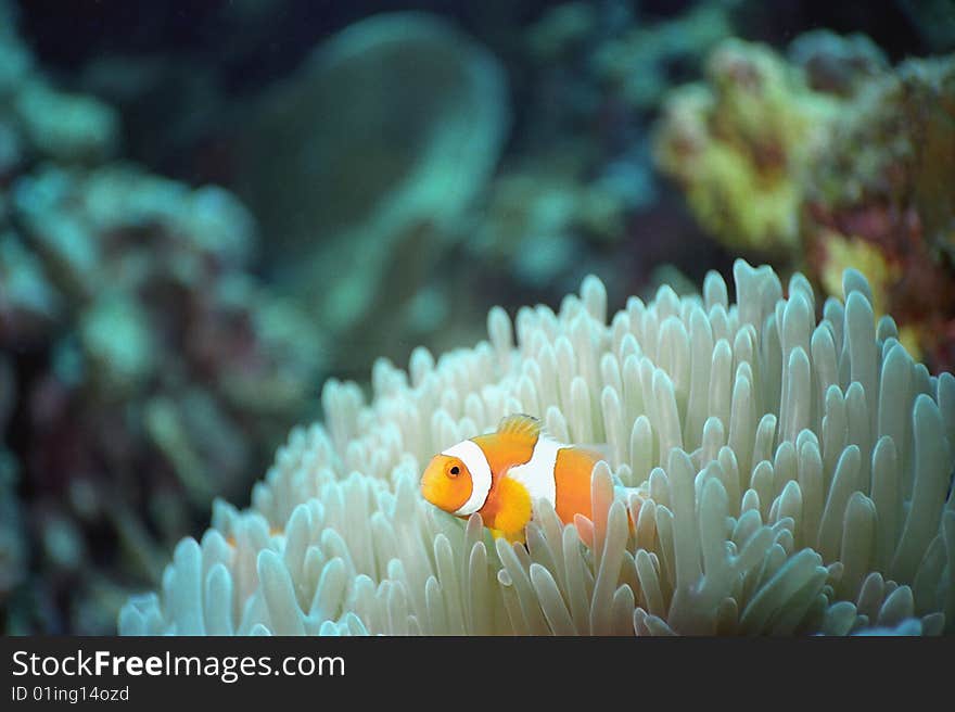 Clownfish with anemone host off the coast of walindi, new britain, papau new guinea;. Clownfish with anemone host off the coast of walindi, new britain, papau new guinea;