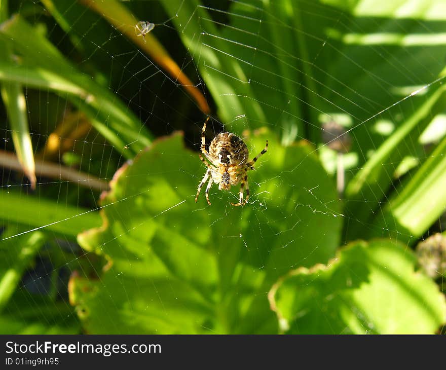 Garden Spider