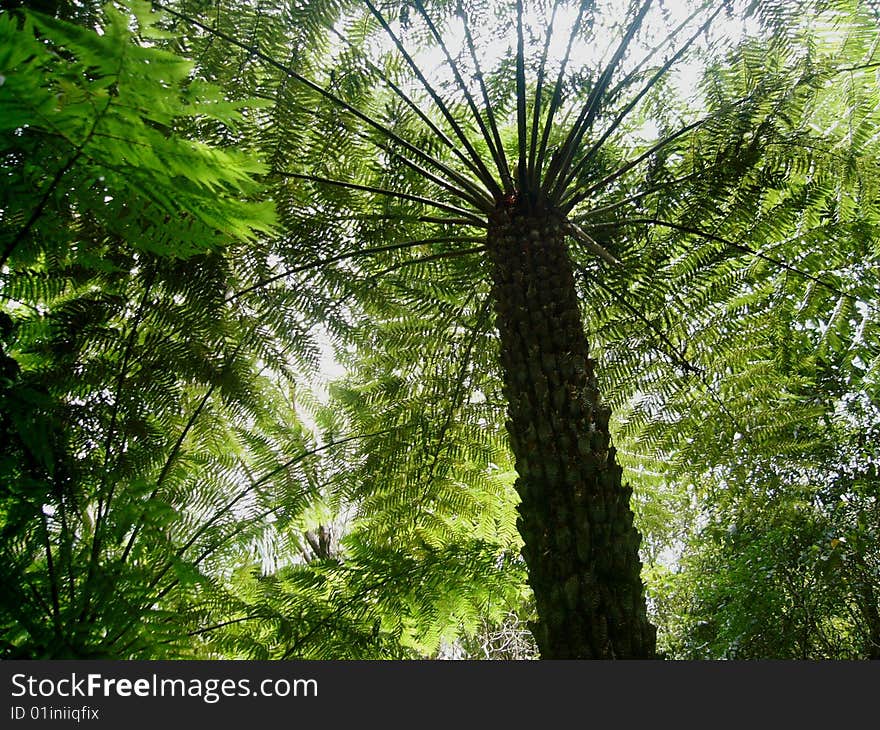 A tree fern in the Gold Coast Hinterland (Queensland, Australia). A tree fern in the Gold Coast Hinterland (Queensland, Australia).