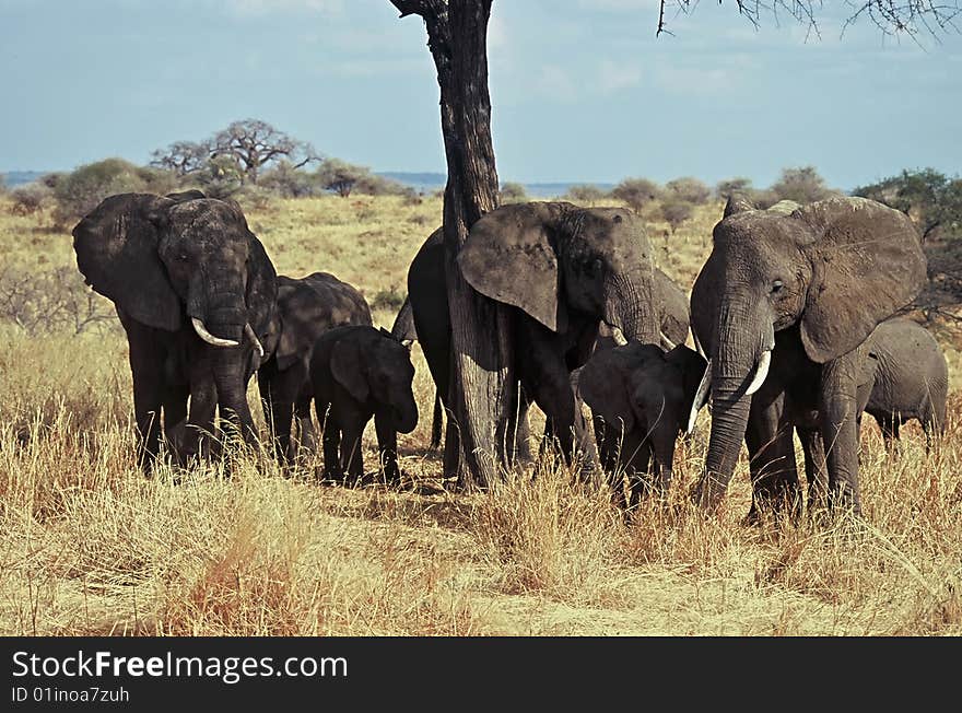 Elephants Herd,Tarangire National Park ,Tanzania. Elephants Herd,Tarangire National Park ,Tanzania