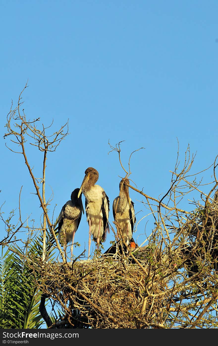 Stork family