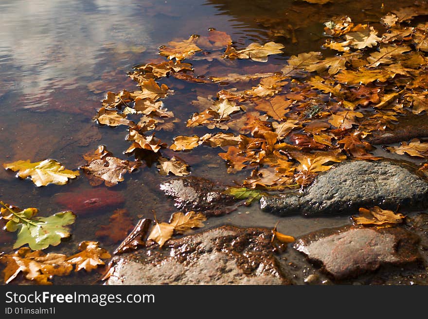 Autumn leaves  in the puddle on sunny day. Autumn leaves  in the puddle on sunny day