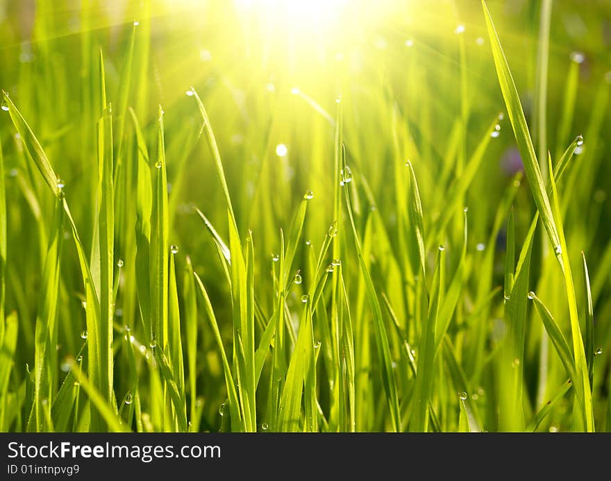 Green grass with water drops on sunset. Green grass with water drops on sunset