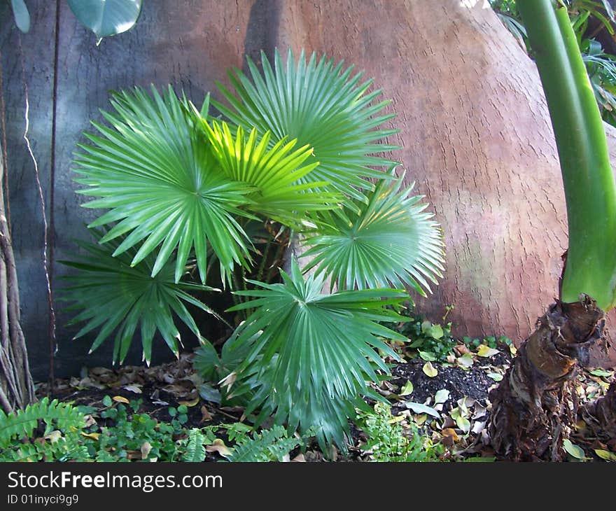 Tropical palm