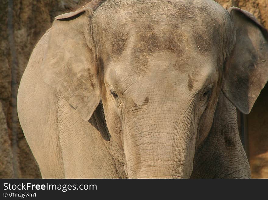 An African Elephant at Ueno Zoo, Japan