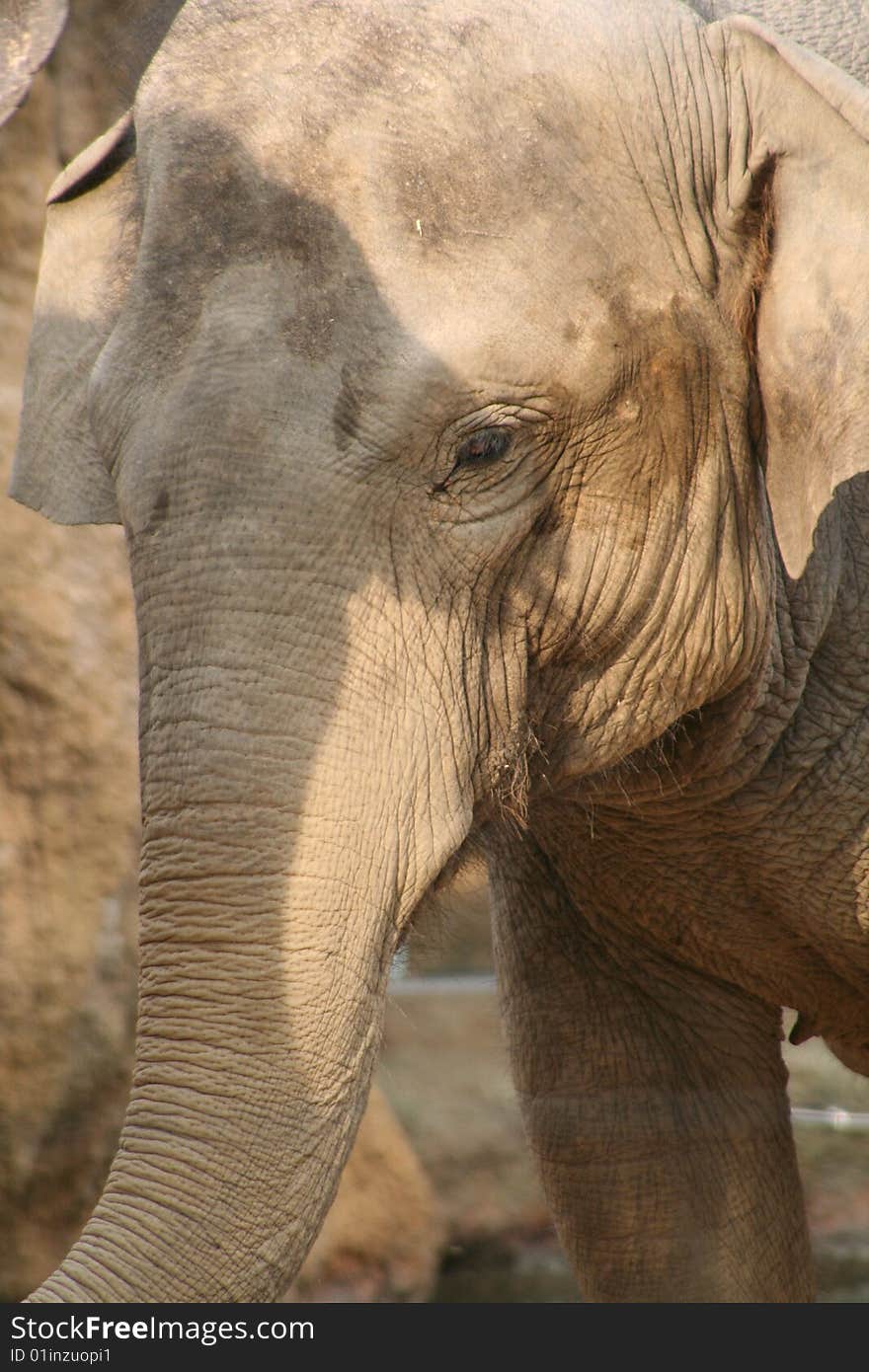 An African Elephant at Ueno Zoo, Japan