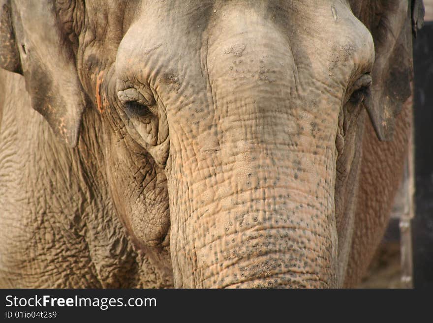 An African Elephant at Ueno Zoo, Japan