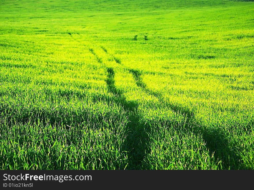 Road On Green Field.