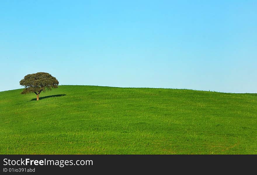 Lonely tree on green field. Lonely tree on green field.