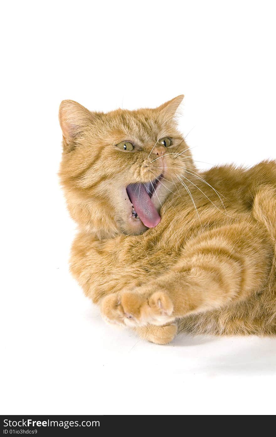 Domestic Red Cat Is Yawning