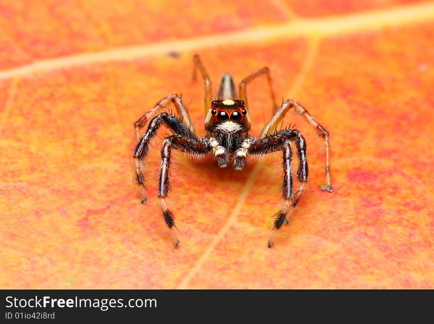 A spider (Epeus Alboguttatus) crawling on orange leaf.