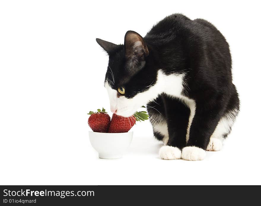 Domestic black white cat with strawberries