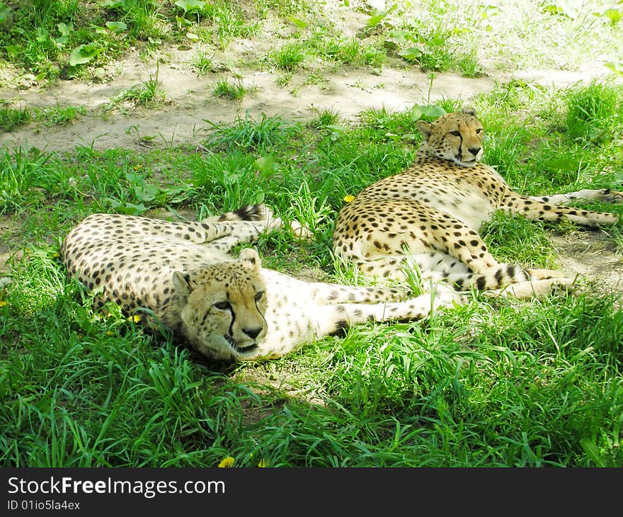 Two cheetahs laying in savannah on the grass