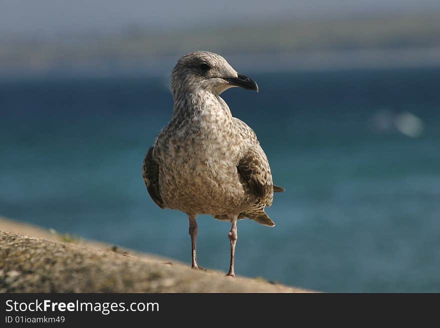 Seagull in Cornwall, England