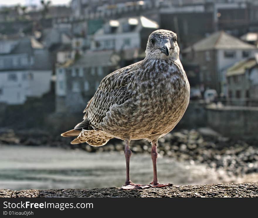 Seagull with houses in the background