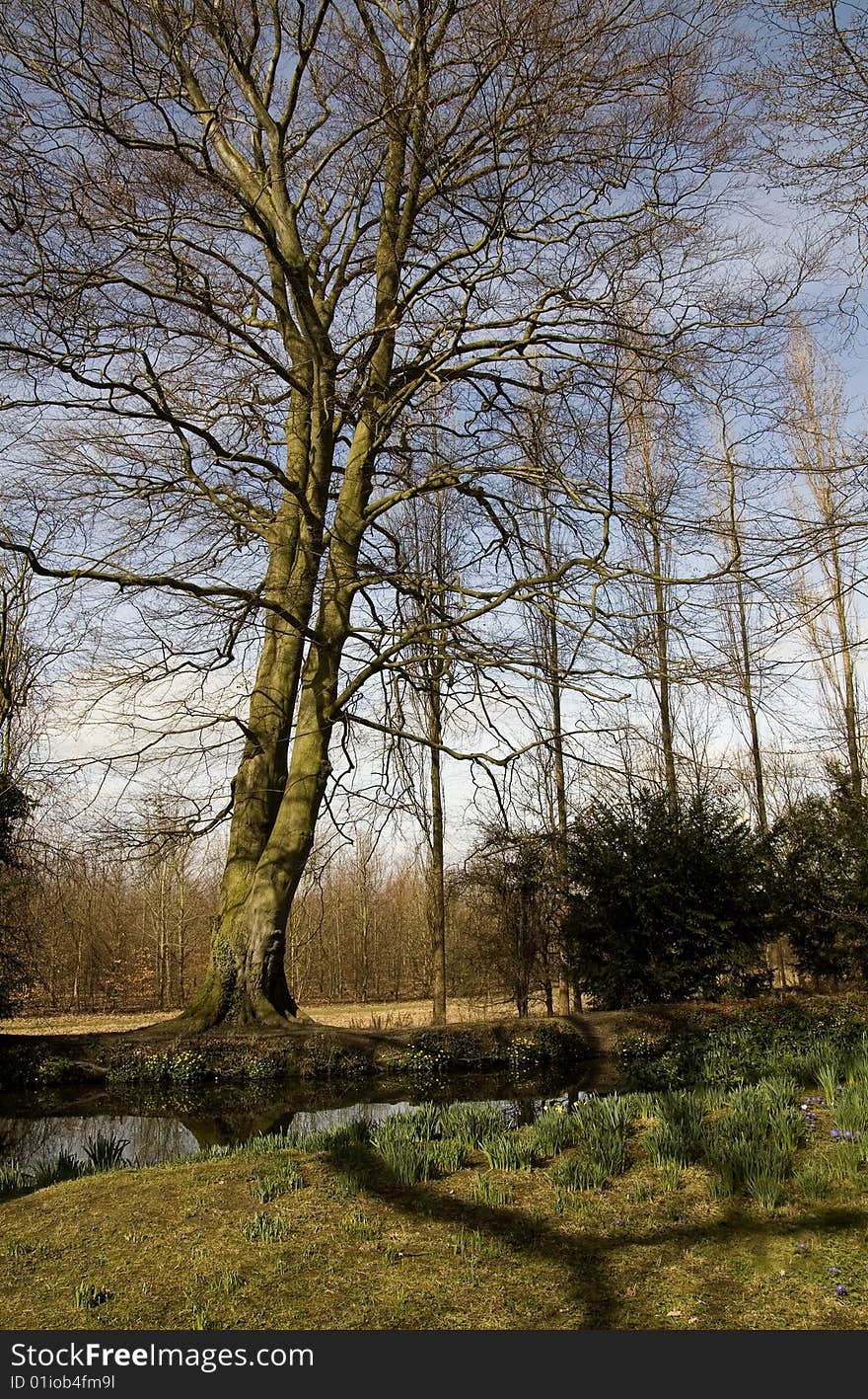 Wide angle shot of a tall tree