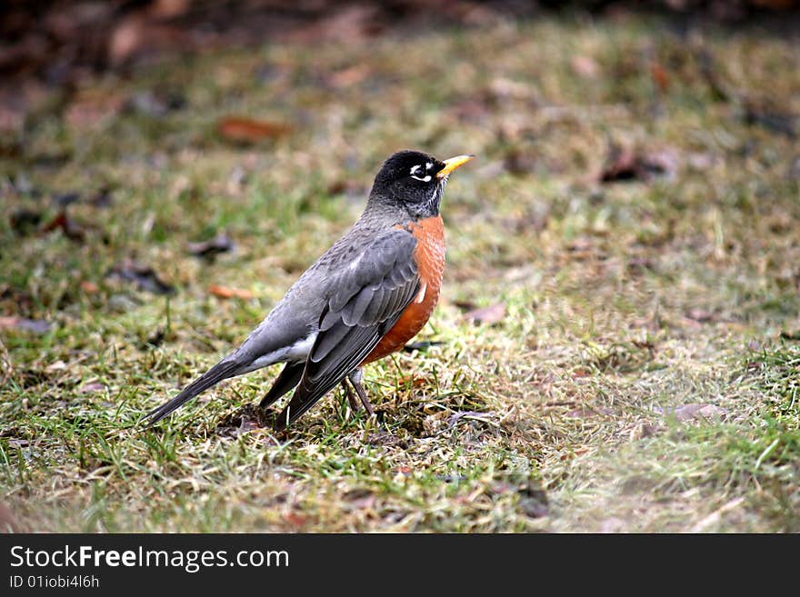 Robin bird with red bosom on the grass