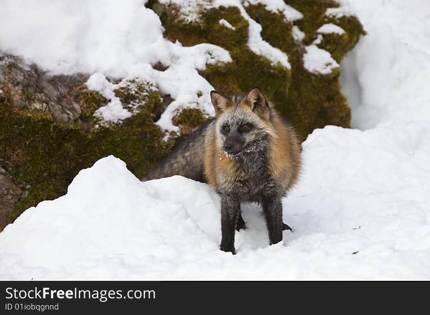 Cross Fox Standing in Snow