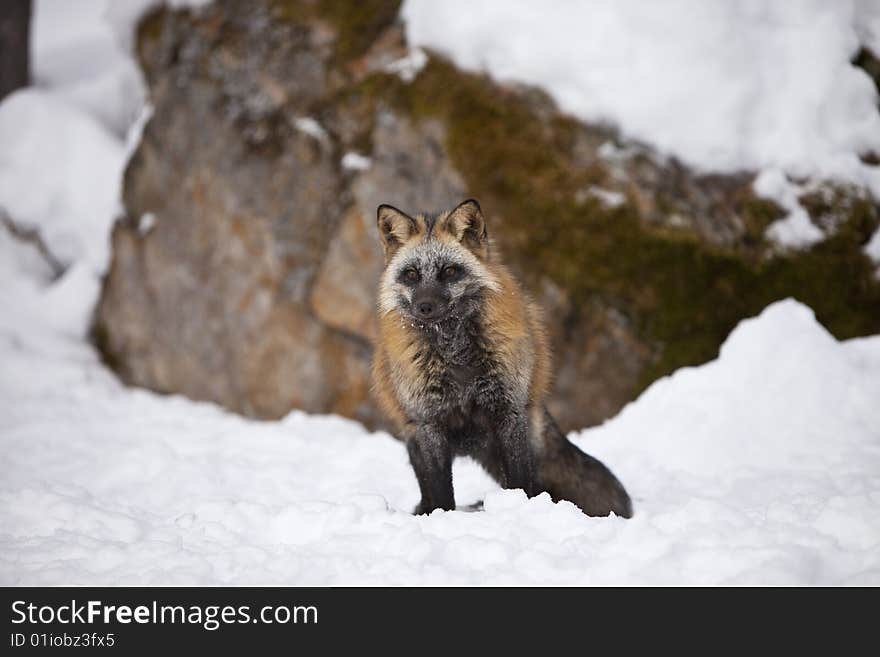 Cross Fox at Attention