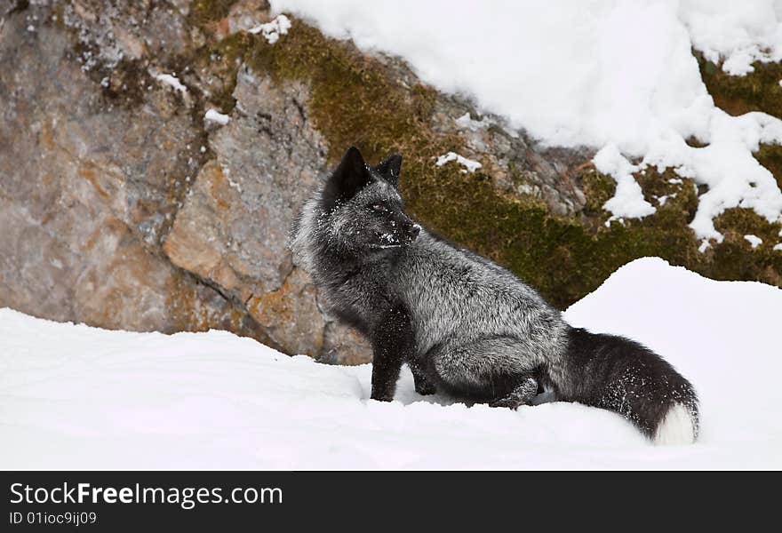 Silver Fox posing for Camera. Silver Fox posing for Camera