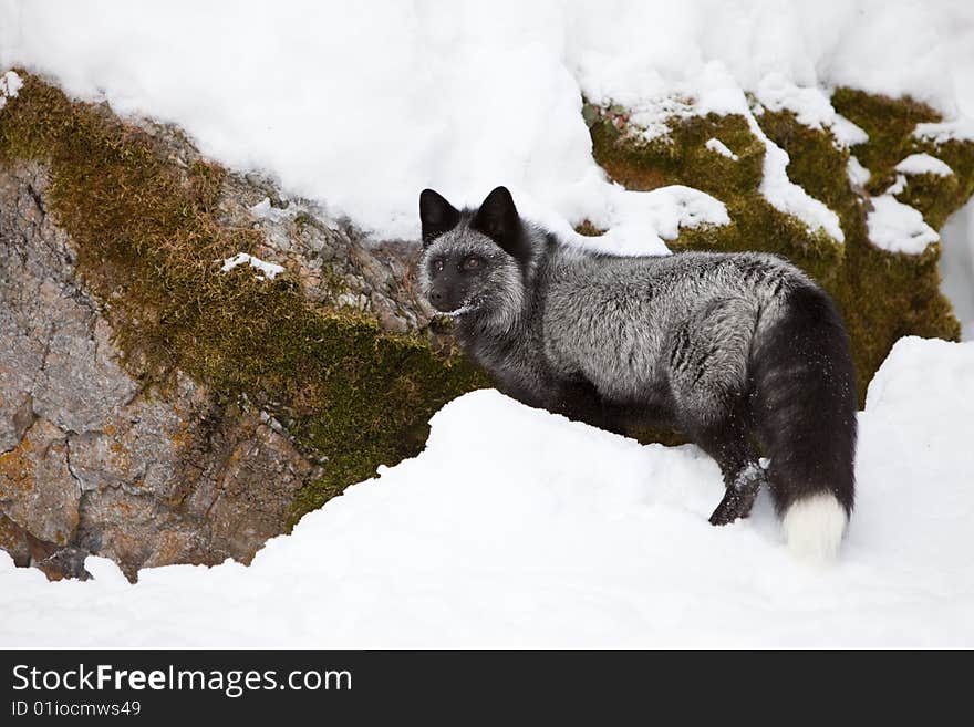 Silver Fox Looking In Snow For Food