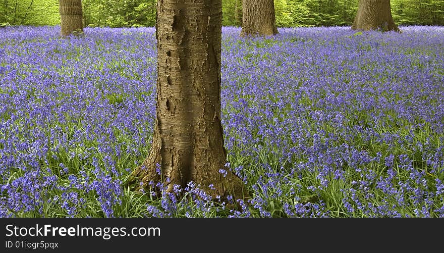 Bluebell Wood