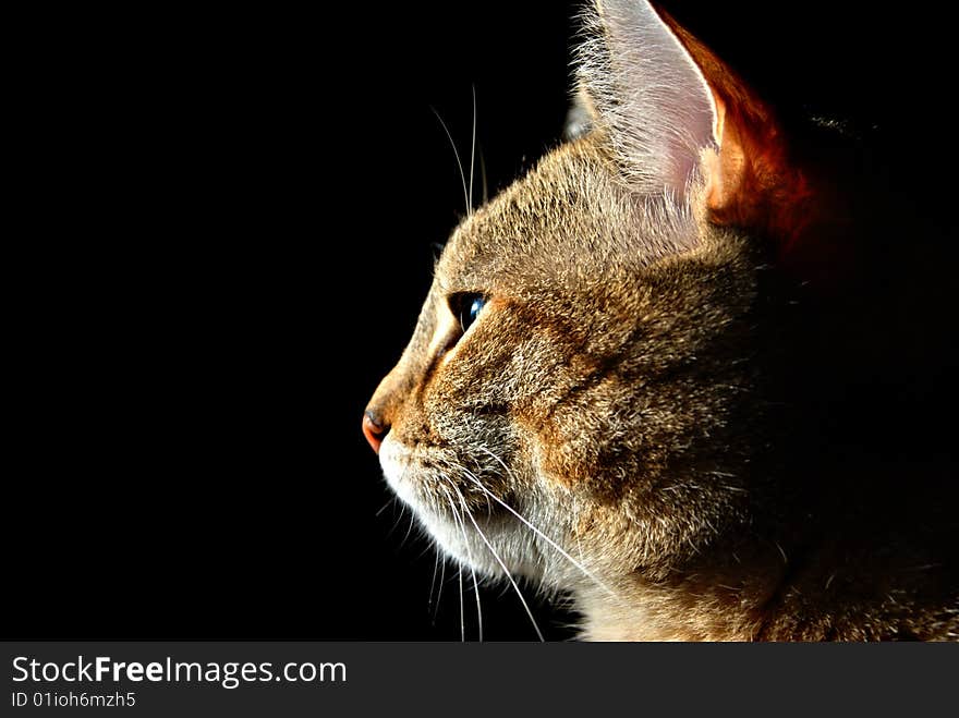 A female cat hiding in the shadows. A female cat hiding in the shadows.