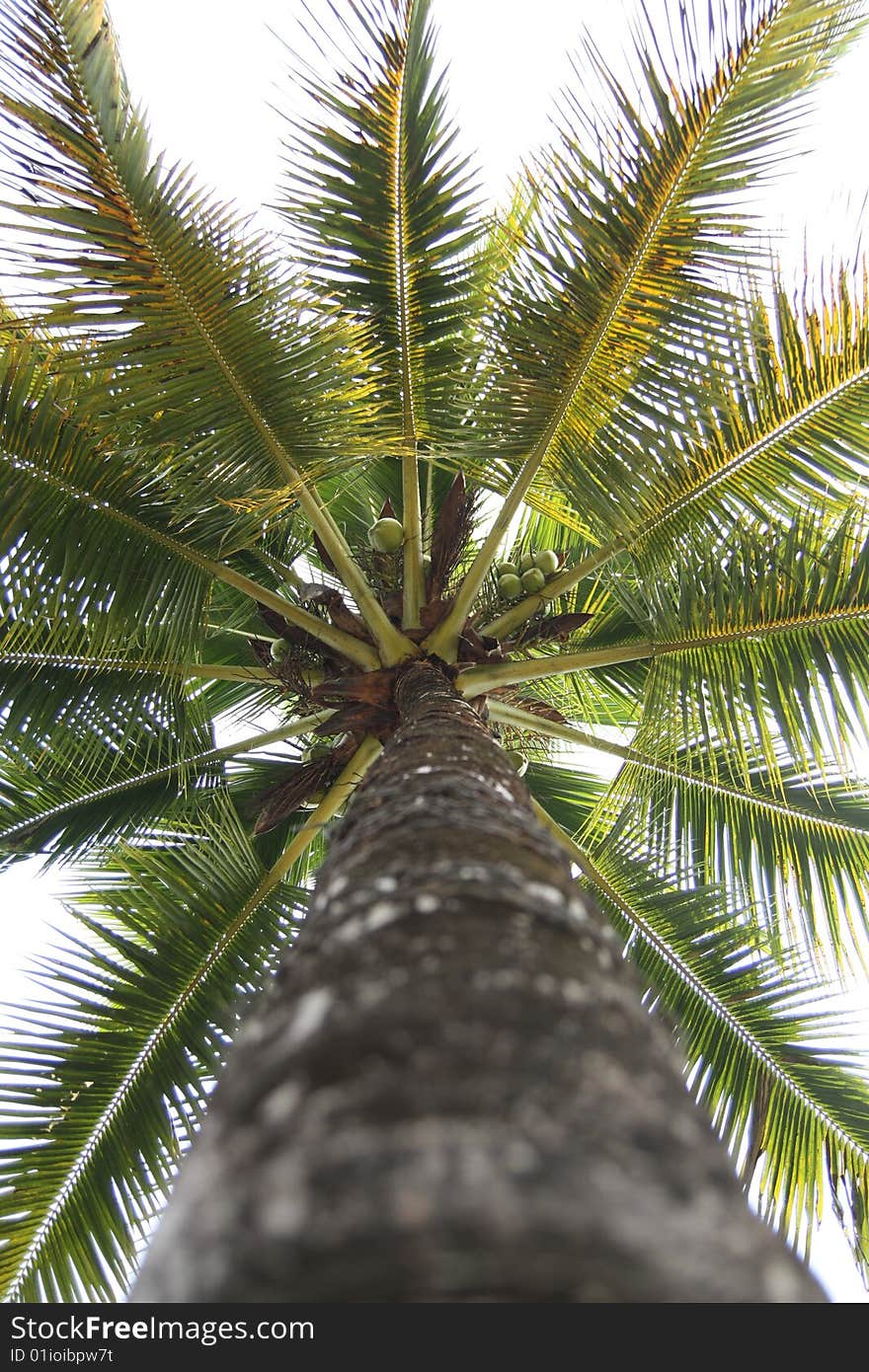 Coconut Tree