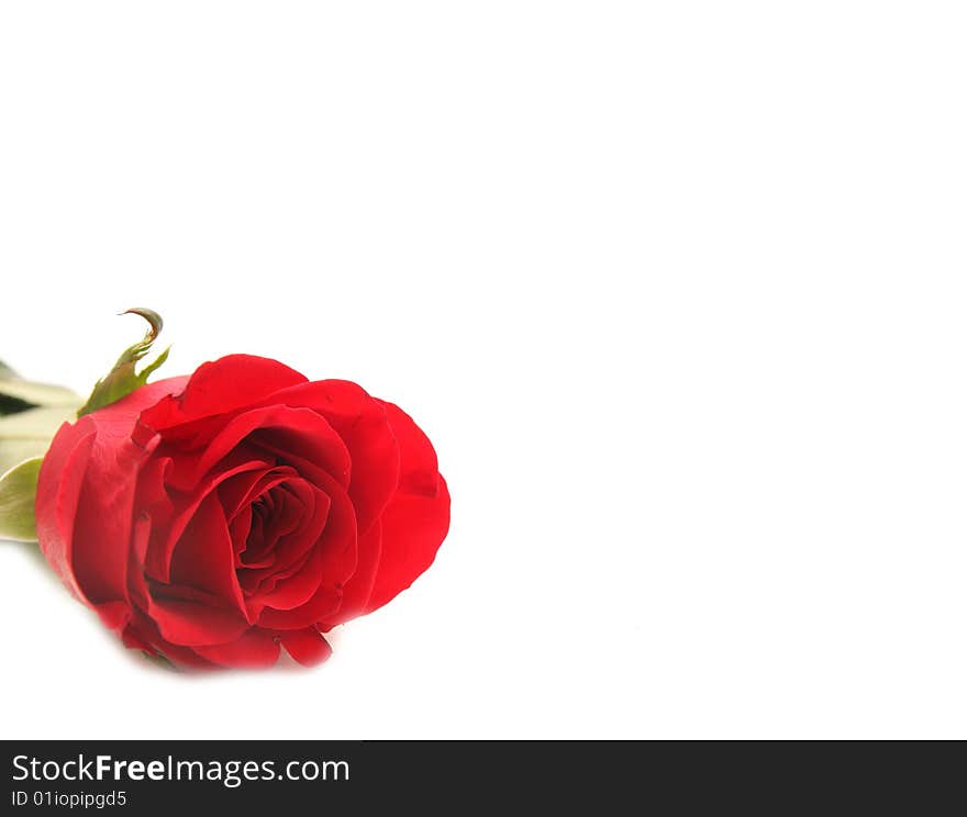 Blank card with red rose