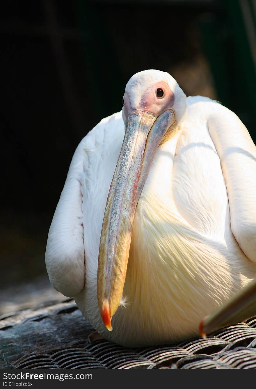 Pelican