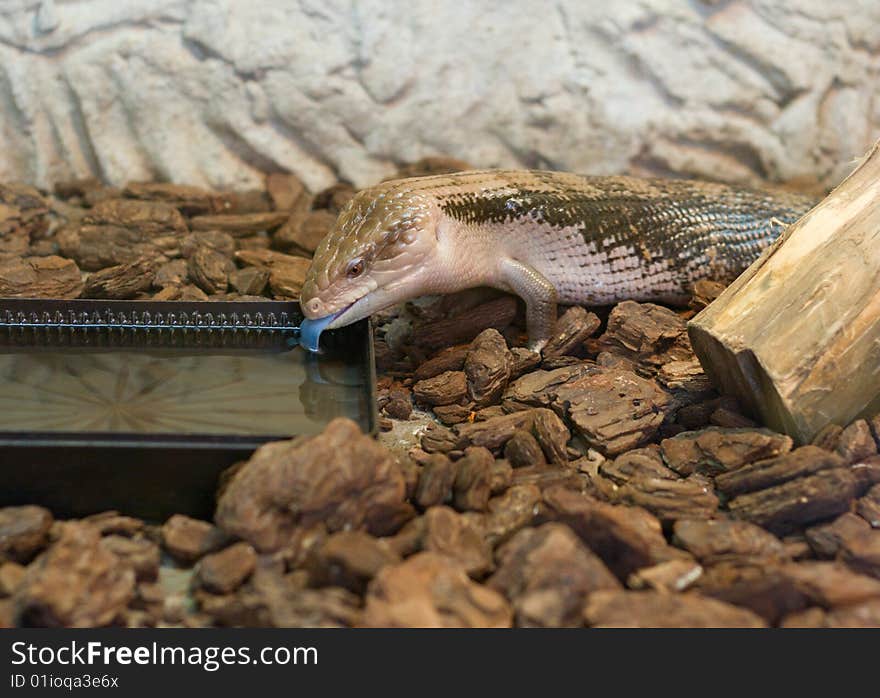 Close-up photo of lizard drinking water. Close-up photo of lizard drinking water