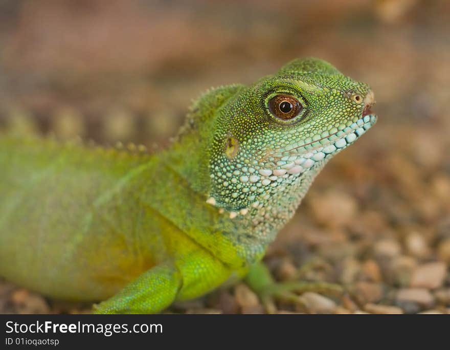 Close-up photo of iguana