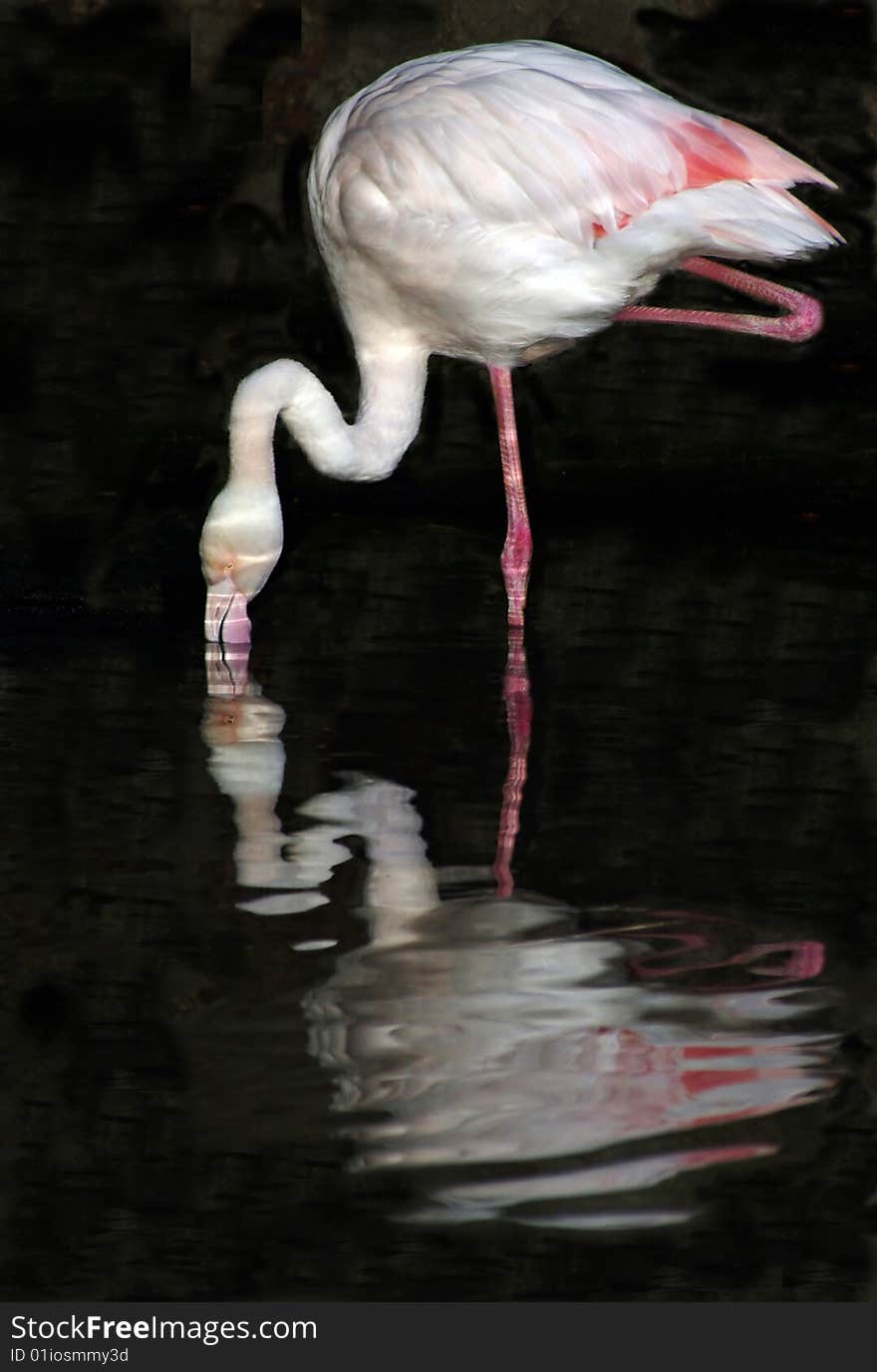 A Flamingo and its' Reflection. A Flamingo and its' Reflection.