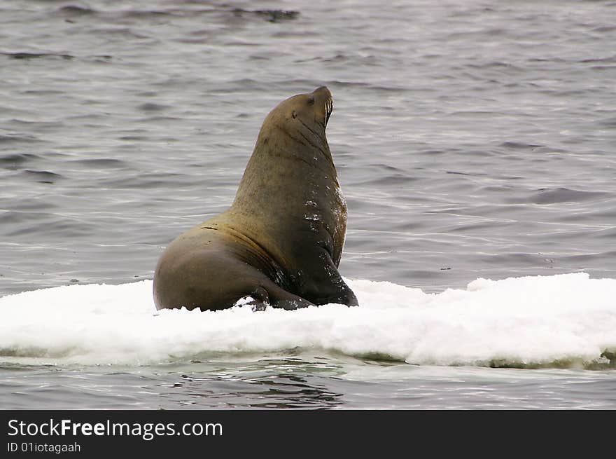 Northern sea-lion (Eumetopias jubatus)