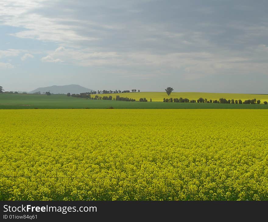 Canola field with pasture and hill in the background. Canola field with pasture and hill in the background