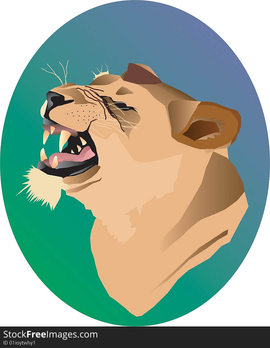 Head of the growling and shown lioness