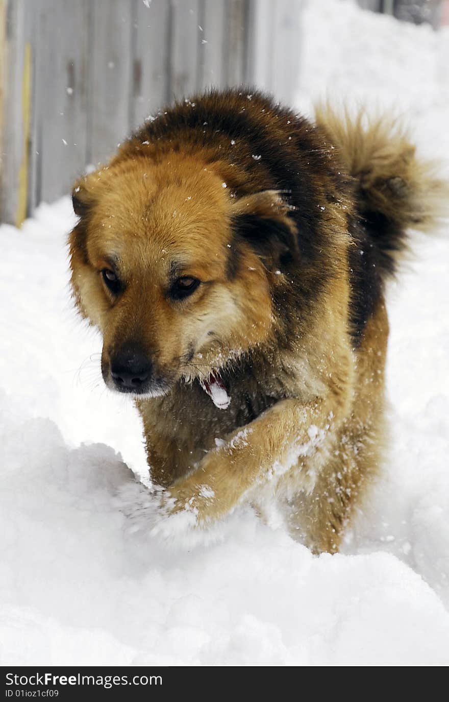 dog is walking on the snow