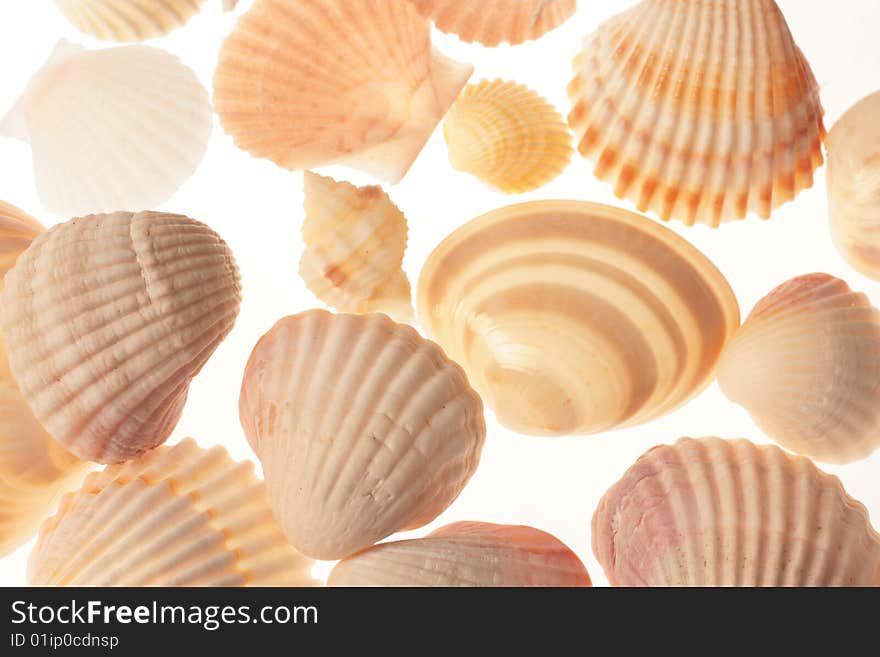 Close up of Seashells on white background