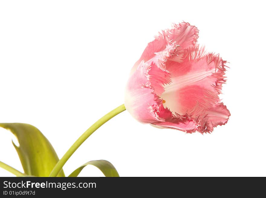 Red isolated tulp on the white background. Red isolated tulp on the white background