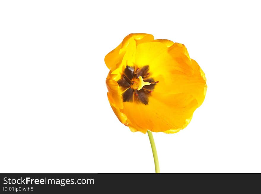 Yellow isolated tulp on the white background. Yellow isolated tulp on the white background