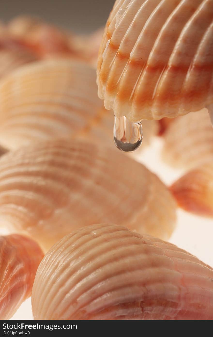 Close-up of seashells and drops of water. Close-up of seashells and drops of water