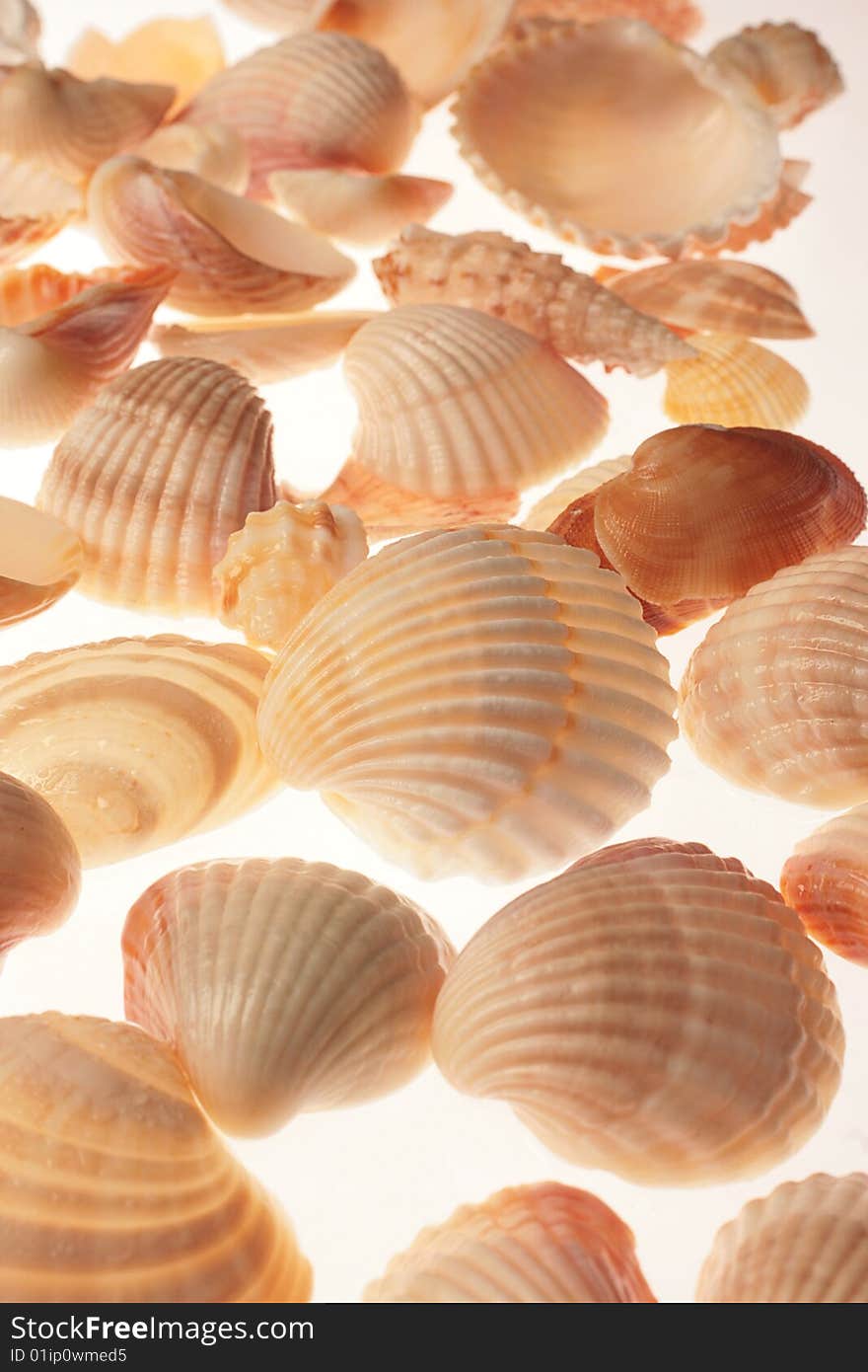 Close up of Seashells on white background