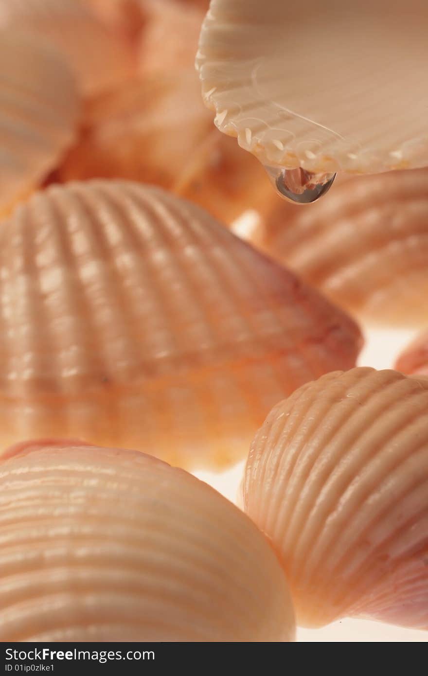 Close-up of seashells and drops of water. Close-up of seashells and drops of water