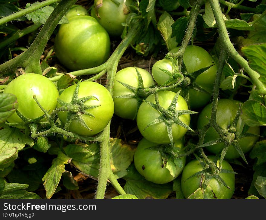 Organic green tomatoes