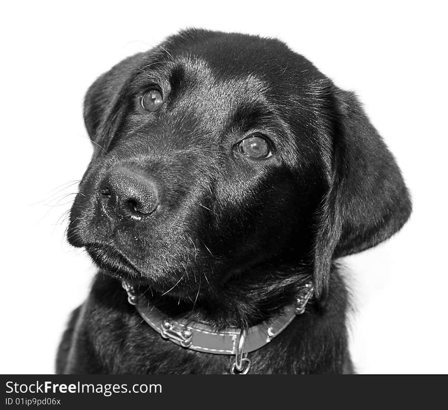 Black Labrador with copyspace for text. Black Labrador with copyspace for text